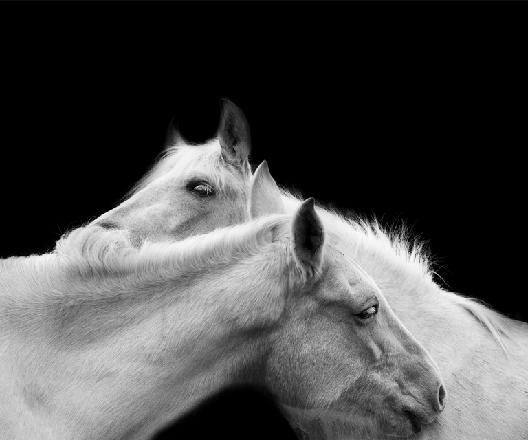 &ldquo;Su majestad, el caballo&rdquo;