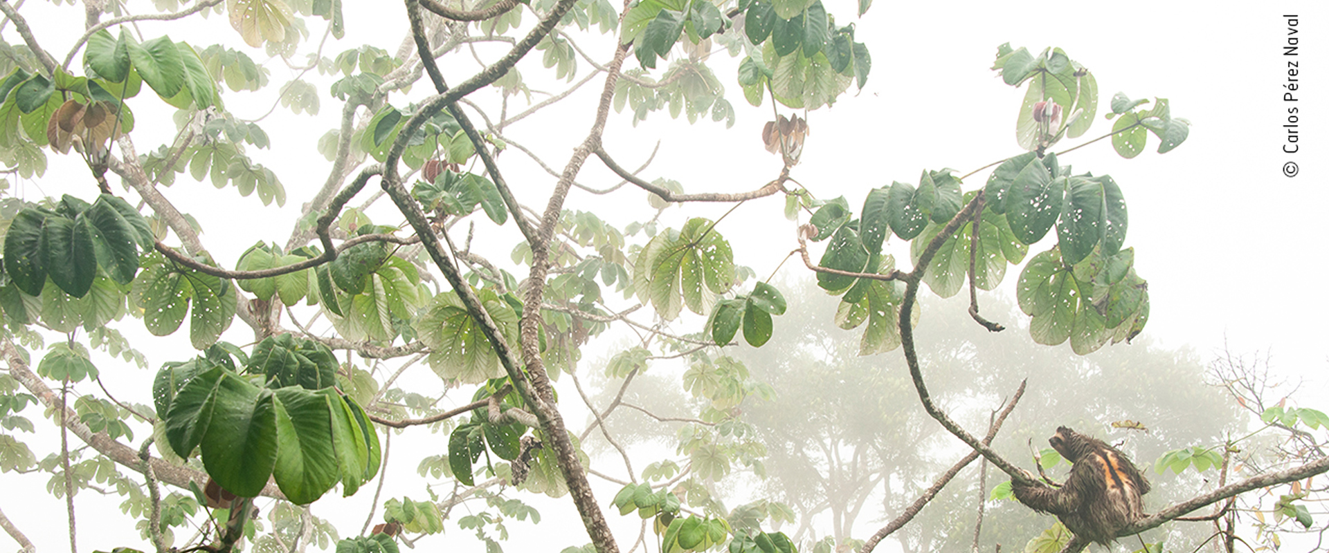 Widlife Photographer of the Year