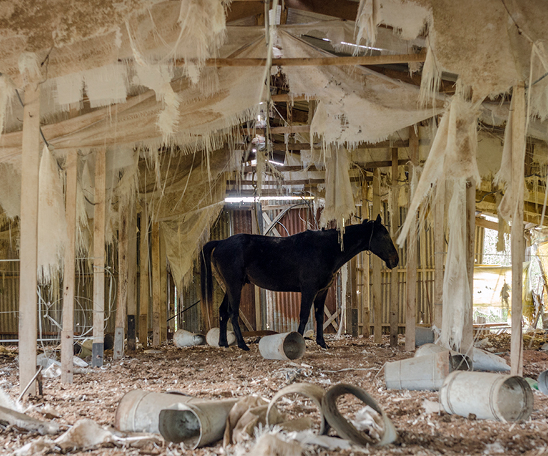 "Relatos Gauchescos"